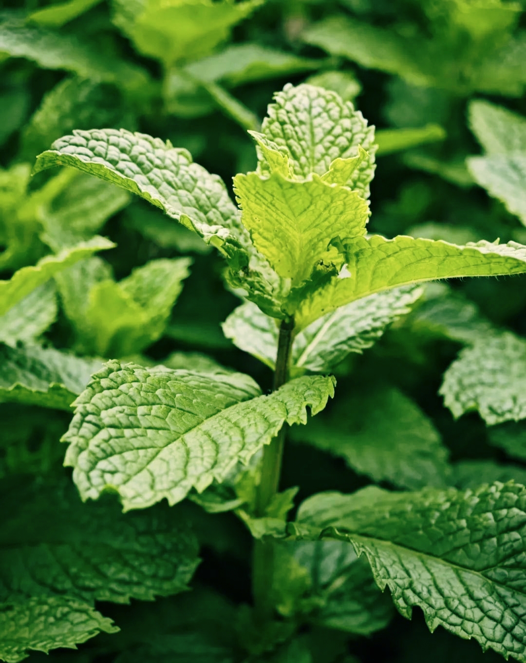 公司小菜地——都市里的田園角落