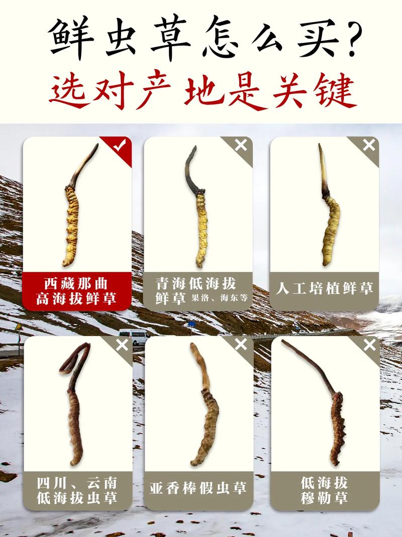 嫩葉草一區(qū)二區(qū)三區(qū)的區(qū)別
