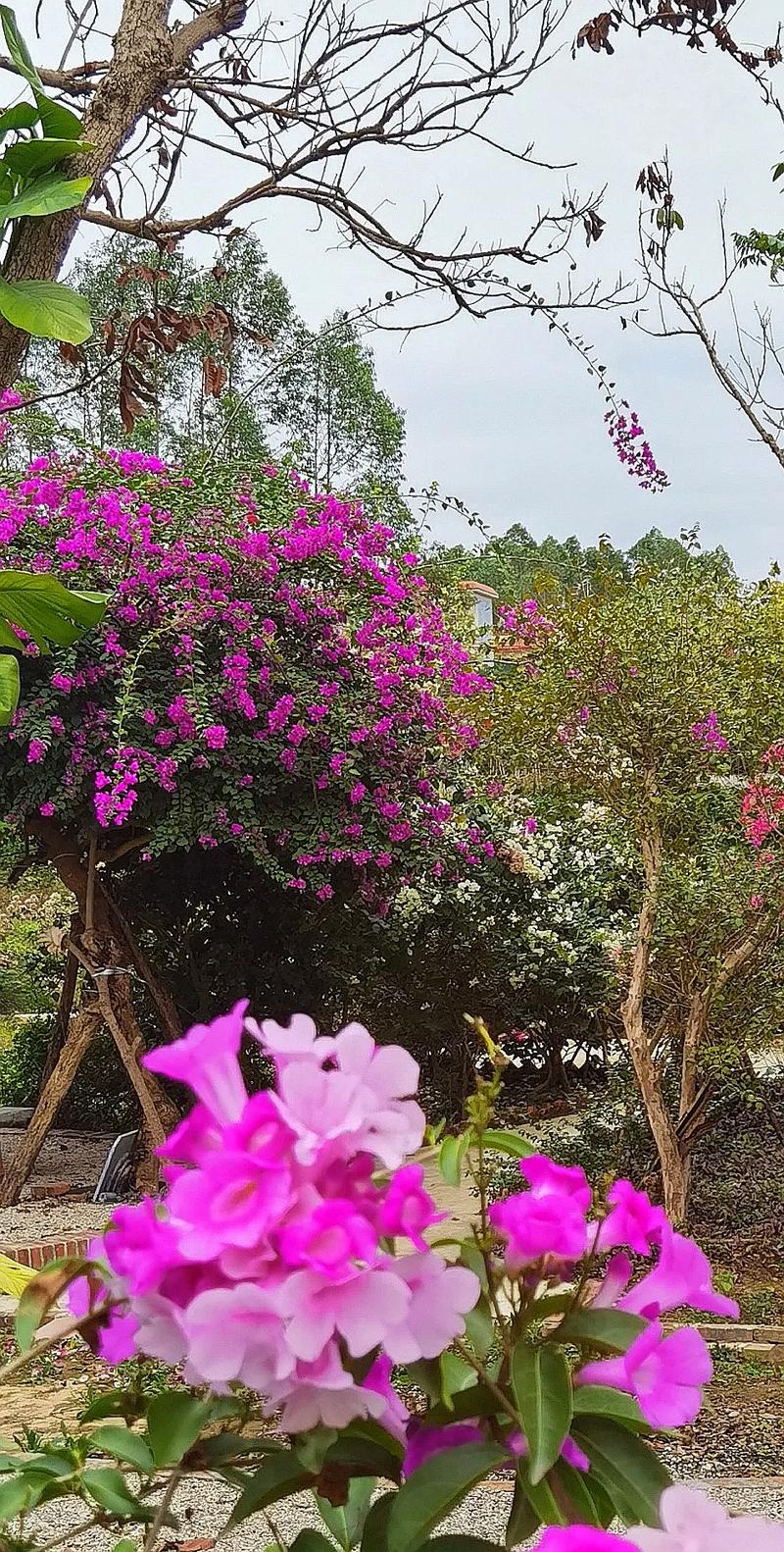 媽**后花園春天開了花