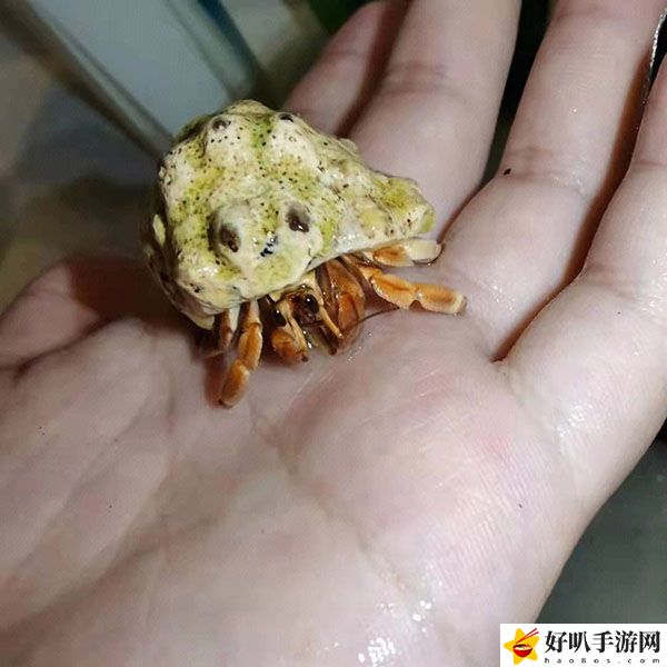 神奇海洋11月13日答案分享：完美副本通關技巧分享