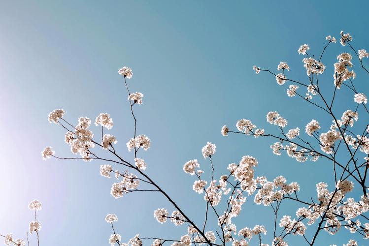 嫩葉草一區(qū)二區(qū)三區(qū)的區(qū)別
