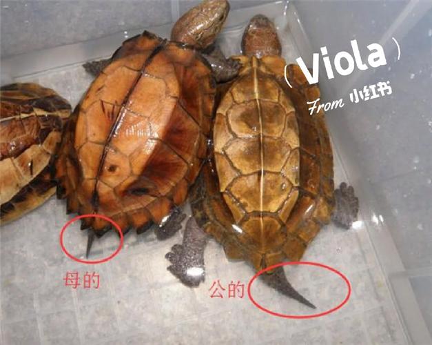 公翁的大龜挺進秀婷