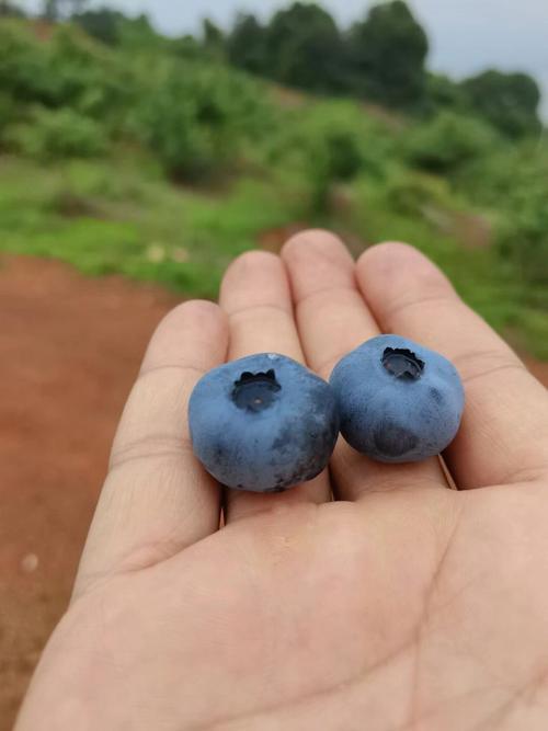 免費(fèi)無遮擋藍(lán)莓視頻