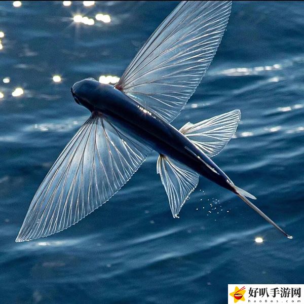 神奇海洋11月8日答案分享：攻略明確升級(jí)路徑